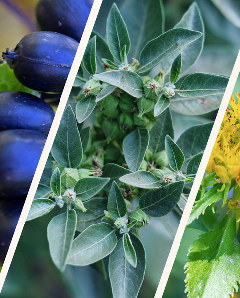 Root Cause Ingredients