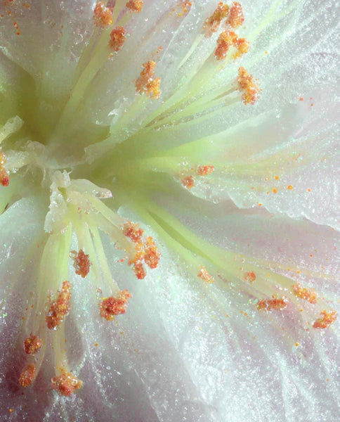 Root Cause Ingredients