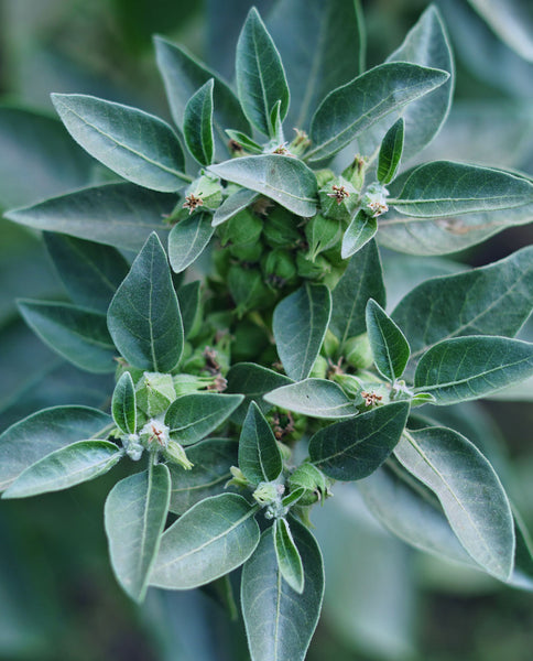 Root Cause Ingredients