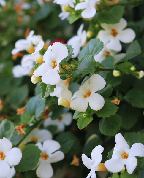 Root Cause Ingredients