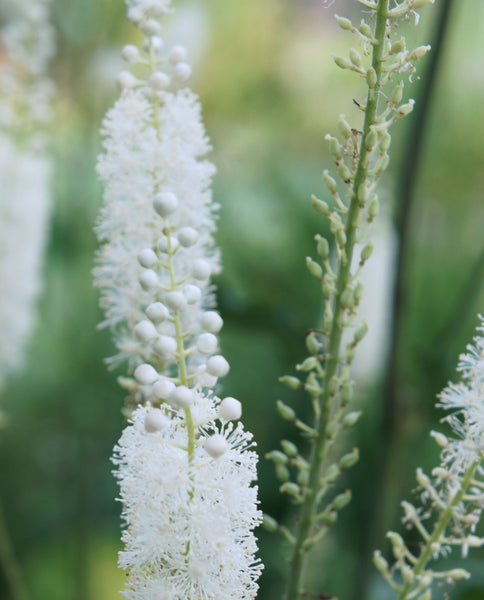 Root Cause Ingredients