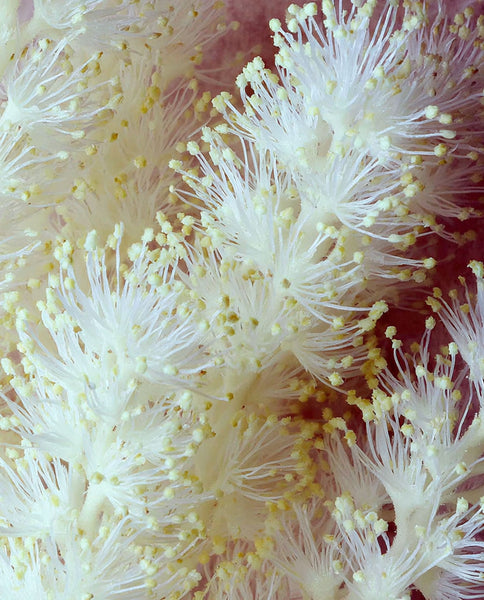 Root Cause Ingredients