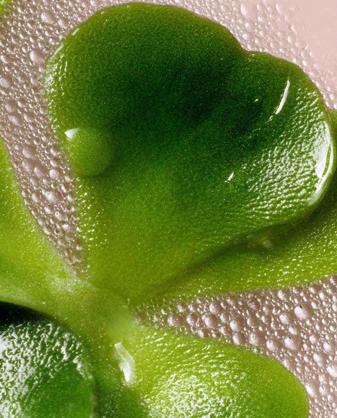 Root Cause Ingredients