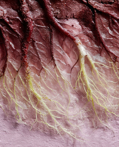 Root Cause Ingredients