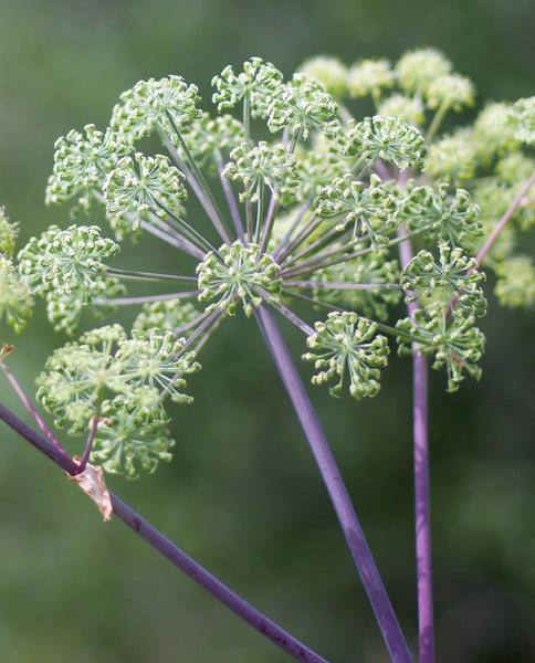 Root Cause Ingredients