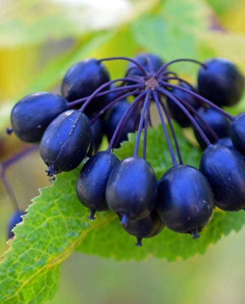 Root Cause Ingredients