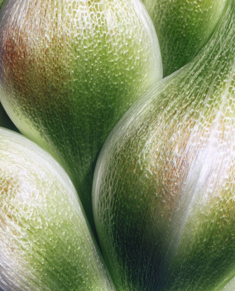 Root Cause Ingredients