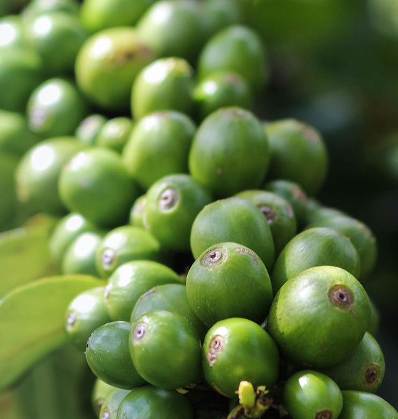 Root Cause Ingredients