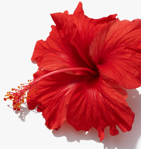 Root Cause Ingredients