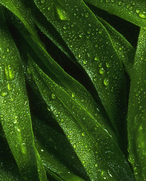 Root Cause Ingredients