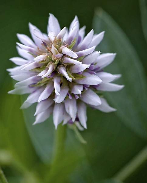 Root Cause Ingredients