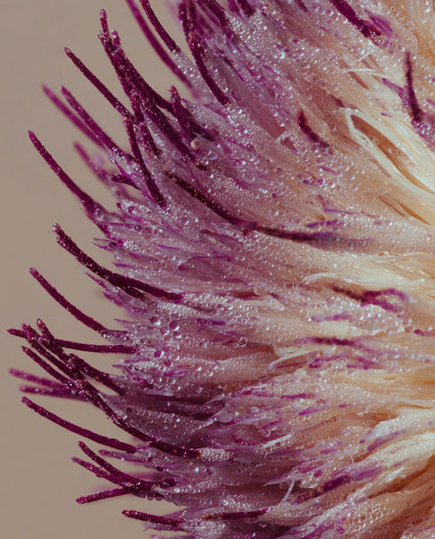 Root Cause Ingredients