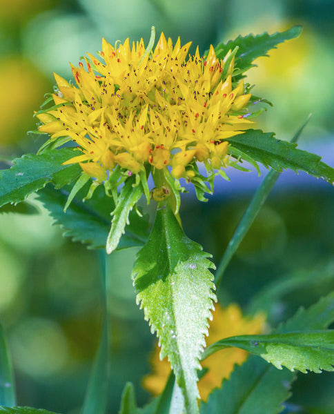 Root Cause Ingredients