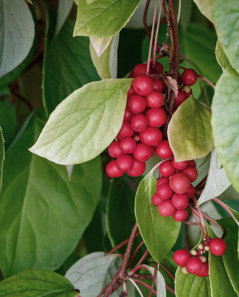 Root Cause Ingredients