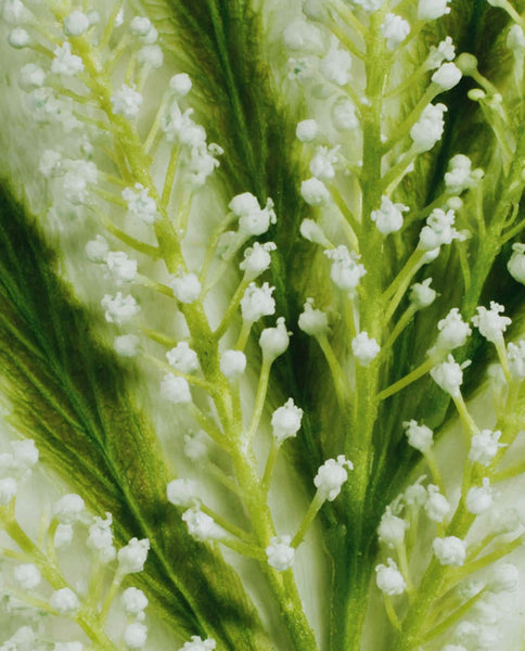 Root Cause Ingredients