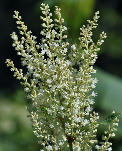 Root Cause Ingredients